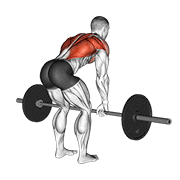 Bent Over Row (Barbell)
